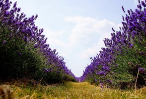 field, lavander, tree, sky