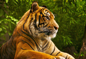tiger, bigcat, forest, tree, wild
