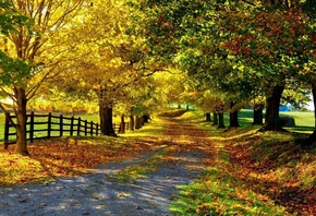 autumn, tree, road, sky, mountain