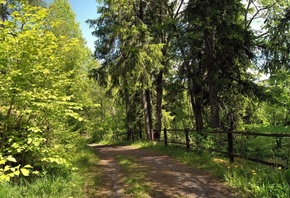 trial, path, tree, forest