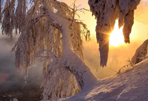 winter, snow, tree, ice