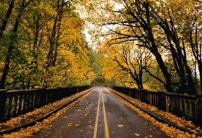 road, tree, forest, fence, autumn, leaves, naturals