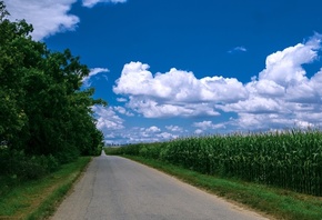 maize, tree, road, fence, green, path, grass