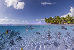 ocean, beach, sea, water, fish, palm, sky