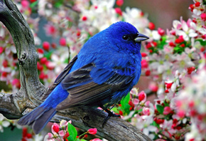 bluebird, wild, fly, branch, tree, bird
