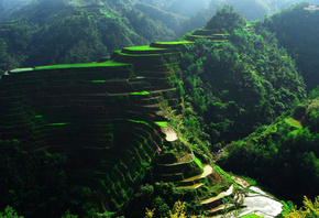 terraces, rice, mountain, green, grass, tree