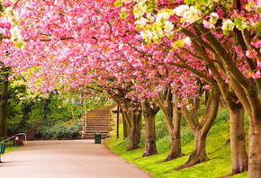 blosoom, flower, tree, road, bench, leaves, autumn