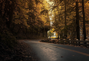 road, dark, autumn, tree, leaves, forest