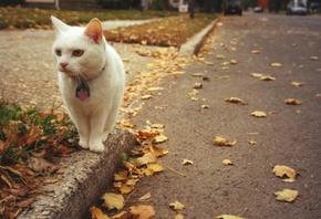 cat, little, white, street