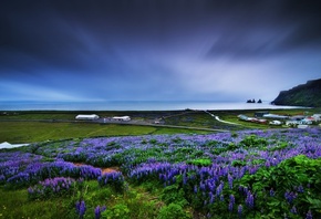 fields, flower, ocean, grass, sky