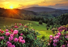 sunrise, sun, clouds, sky, flower, mountain, grass