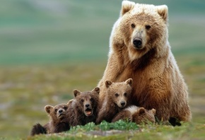 bear, mom, puppy, wild, grissly