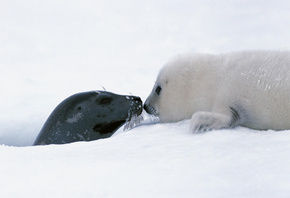 focas, snow, ice, wild