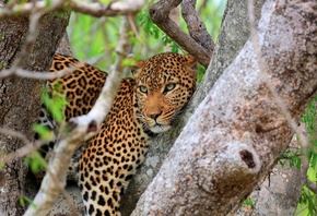 bigcat, tree, branch, rest