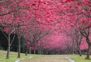 , sakura, Cherry Blossoms, , , , , 