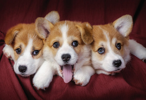 dogs, corgi, pembrok2