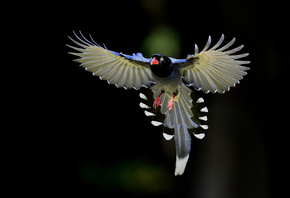 birds, little, tree, branch, wild, fly