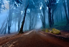 mist, tree, forest, tree, path