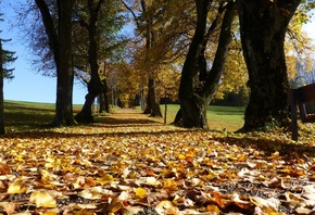 autumn, leaves, road, tree, path