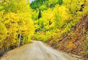 yellow, tree, path, leaves
