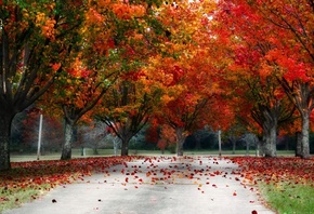 leaves, red, tree, autumn