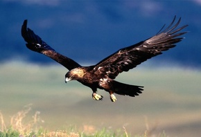 eagle, fly, wings, birds, wild