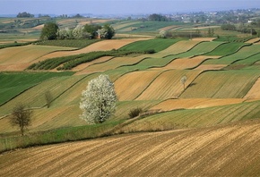 fields, tree, rock, grass, clouds, sky