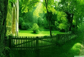 green, forest, path, fence, tree