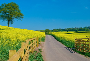 fields, flower, tree, fence, path