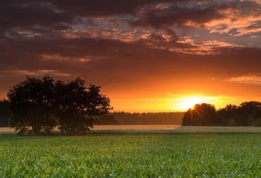 sunset, fields, clouds, sky, tree