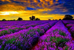 lavanda, fields, sky, flower