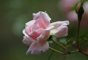 rose, pink, branch, flower