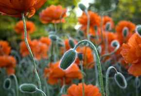 flower, branch, green, red, fields