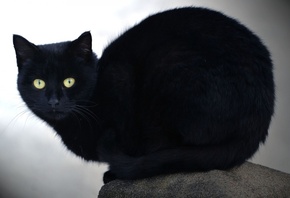 cat, kitty, black, feline