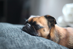 dog, dreams, sofa, cute