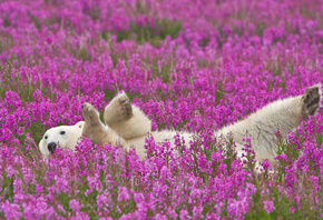 bear, flower, grass, wild