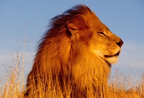 leo, lion, leon, wild, bigcat