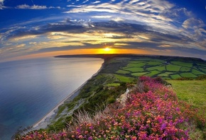 flower, sun, ocean, clouds, sky, grass