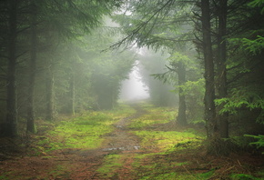 mist, path, tree, forest, lonely, leaves, tree