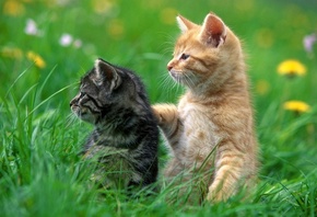kitty, lovely, cat, white, black, grass