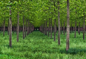 green, tree, grass, forest