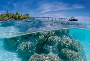 coral, water, ocean, rock