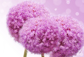 ,  , flowers lilac flowers