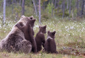 bear, cubs, wild, grass, cute