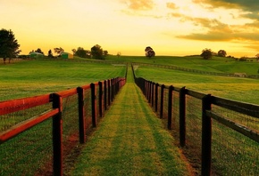 nature, path, grass, tree