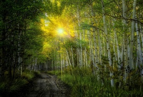 nature, sunset, sun, rays, birches, forest, trees, leaves, colorful, road,  ...