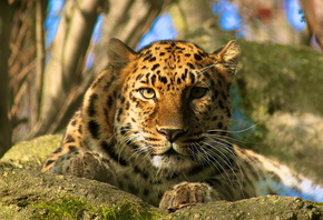 , amur leopard, , , , 