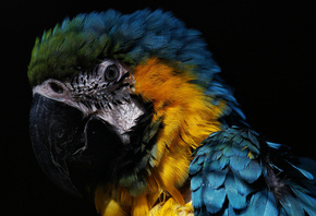 the beautiful, macaw, 