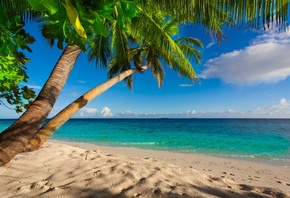 summer, beach, sea, shore, paradise, tropical, sand, palms, , ,  ...