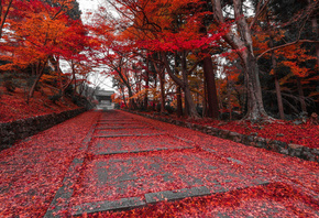 autumn, red, tree, path